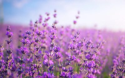 La naturopathie et son histoire